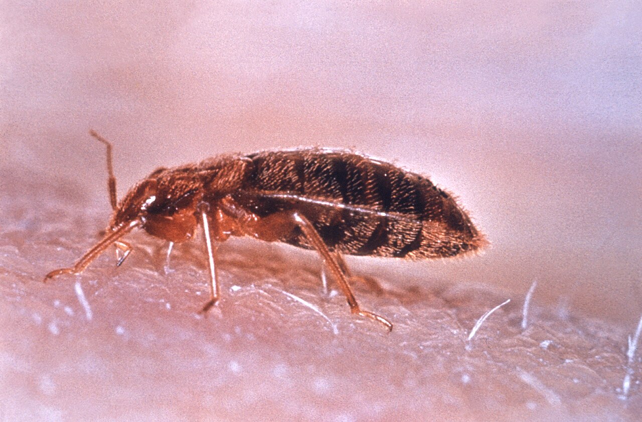 Bed bug, representative pest photograph