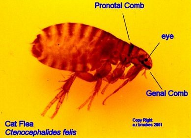 Cat flea, representative pest photograph
